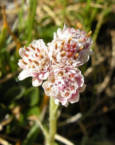 Antennaria dioica / Sempiterni di montagna